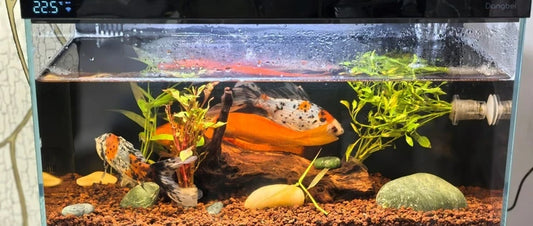 How to make your pet fish live a happier life