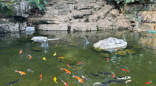 Beautiful Koi pond