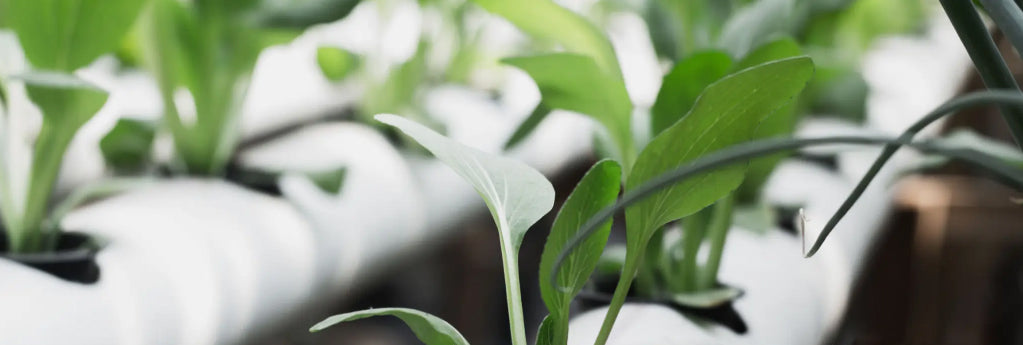 Transform Your Garden with these Aquaponics Tips!