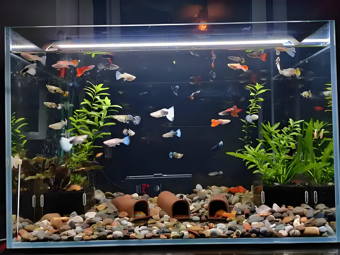 Guide to Maintaining Water Quality in Your Home Fish Tank