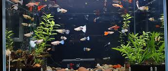 Indoor Fish Keeping How to Test Water Quality