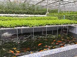 Application of rotary drum filters on aquaponics