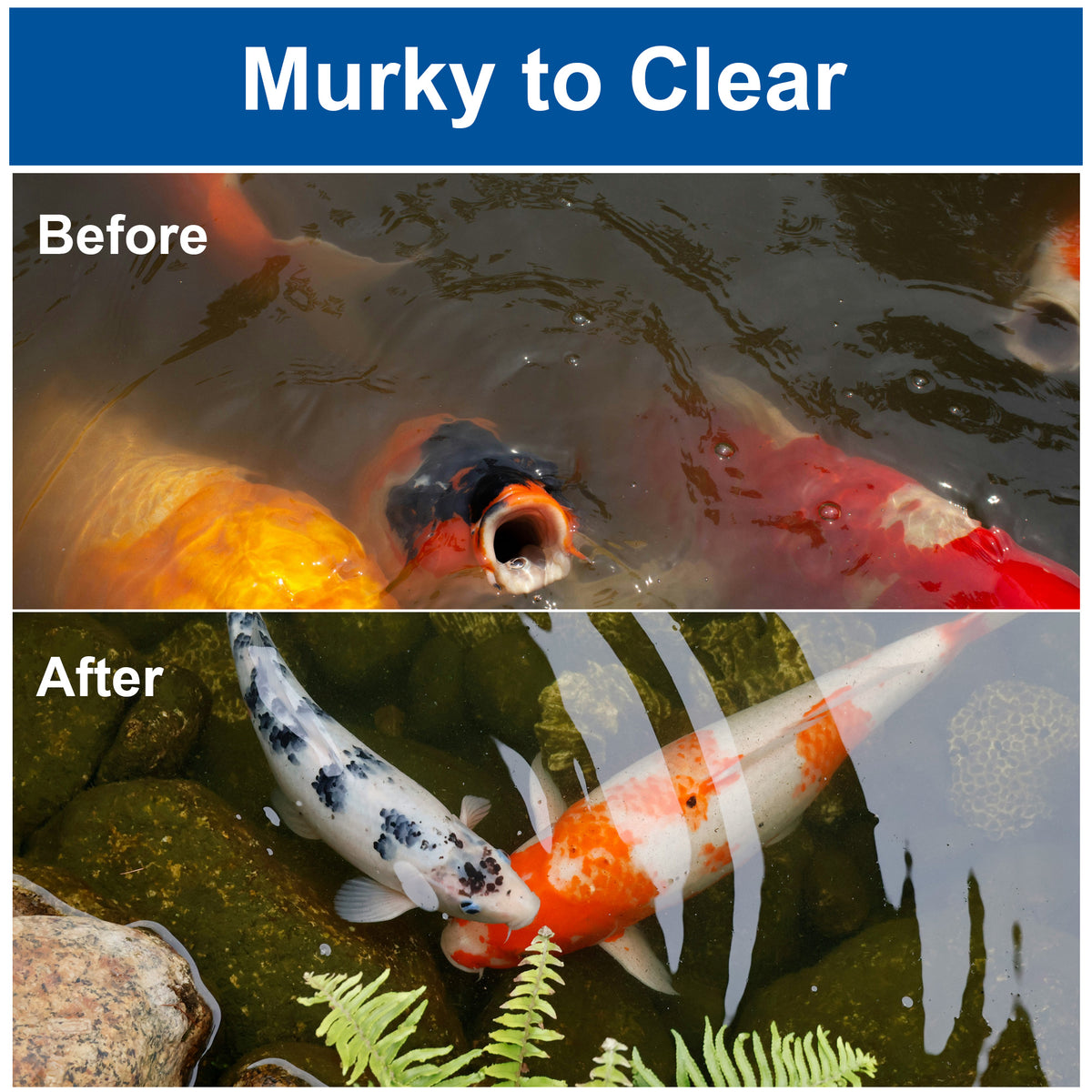 NinjaSieve RDF Automatic Rotary Drum Filter for Koi Tilapia Pond, Fish Farm,Aquarium,Hydroponics, Aquaculture, Aquaponics, with Mobile Control Box, Transparent Koi Pond Filter 4T10-PM (924GPH) - Coming soon